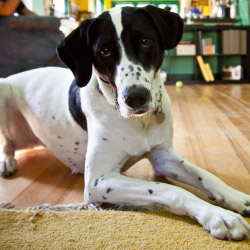 DogWatch of Augusta-Aiken, Thomson, Georgia | Indoor Pet Boundaries Contact Us Image