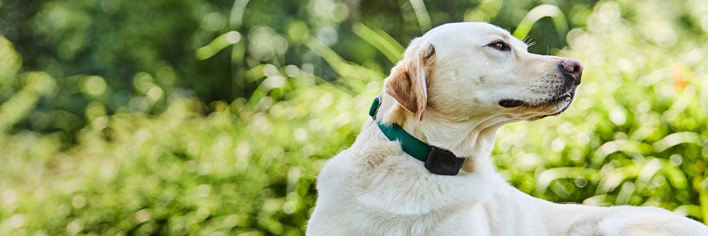 DogWatch of Augusta-Aiken, Thomson, Georgia | 1200Fence Slider Image