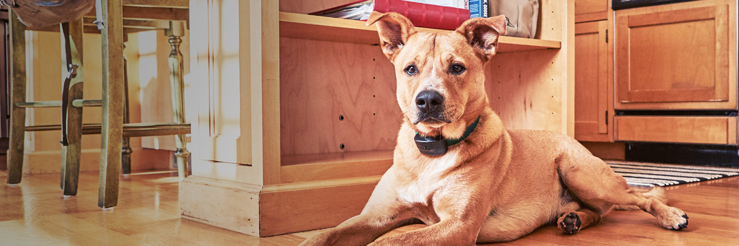 DogWatch of Augusta-Aiken, Thomson, Georgia | Indoor Pet Fences Slider Image