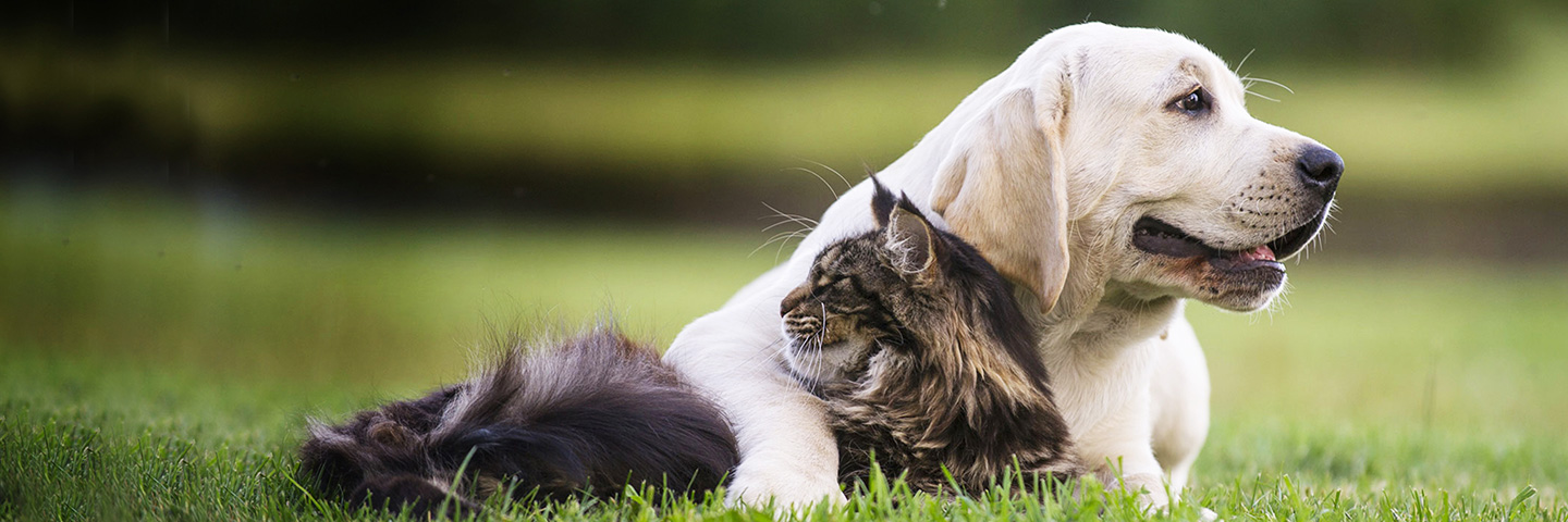 DogWatch of Augusta-Aiken, Thomson, Georgia | Cat Fences Slider Image